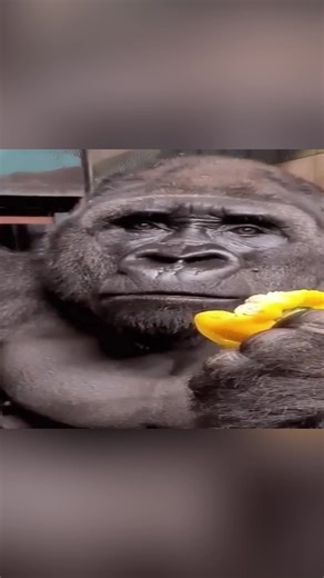 ГАЙД НА ОБУЧЕНИЕ: Часть 3 Больше в ТГК: BubbleDev YouTube: Honey Montana #it #study #learning #programming #fyp