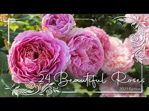 24 Beautiful roses in our Rose Garden - Complete Countdown with Rose names included • French Garden