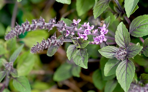 Basilikum 'African Blue' (Pflanze)