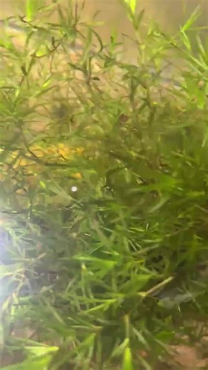 1 Cup Guppy Grass Najas Guadalupensis Aquatic Plant Live Aquarium/aquatic/floating/pond Plant/ Beginner Plant / Easy Growth - Etsy