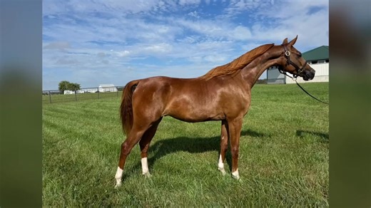 2K views · 32 reactions | Unapologetic, Half-Arabian Gelding This...