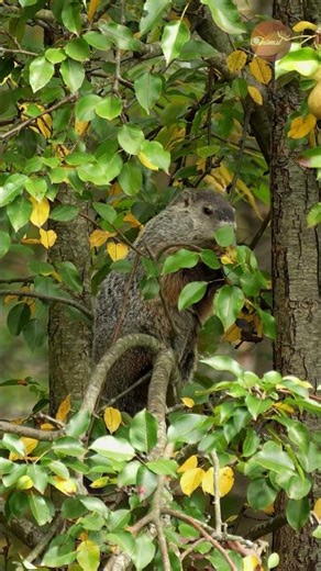 When Groundhogs Want Fruit, They Climb