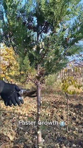 Remove Lower Branches to Make Pine Trees Grow Taller 🌲✨