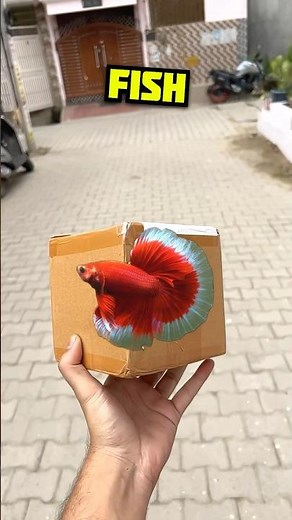 Online aayi Red betta Fish 😍| 161/200| Pets Vlog #minivlog #pets #petsvlog #aquarium #fish
