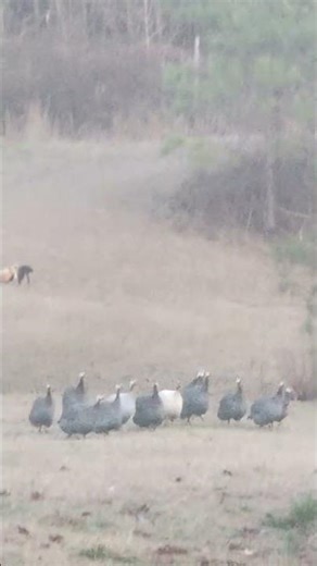 I'm living the Dream while DREAMING ...