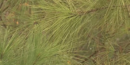 Conecuh National Forest open to oil and gas leasing, raising concerns from environmentalists