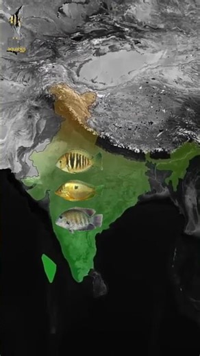Cichlids of India | India’s Native Cichlid Specie #cichlid #filialaquatics #aquarium