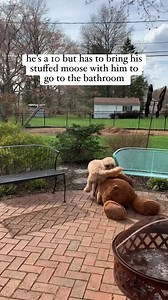 377K views · 13K reactions | He uses the buddy system | Bentley The Goldendoodle | Facebook