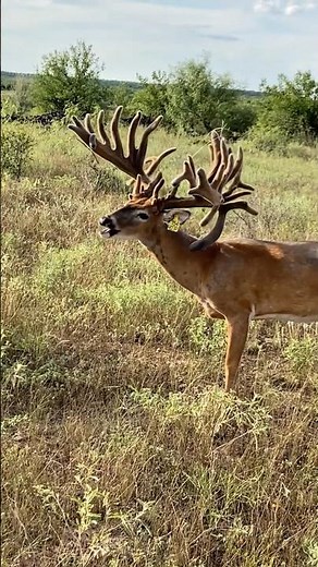 Wild ..Scientific Results Behind Deer Antler Growth