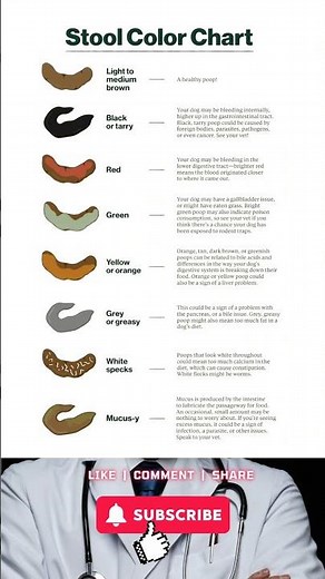 “Stool Color Chart: What Your Poop Is Telling You!