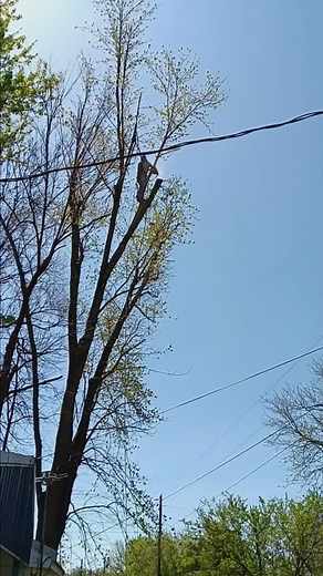 We cut em and plant em | Charlotte Silvia