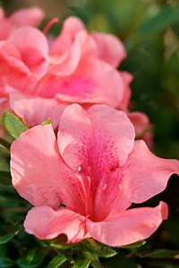 Buy Autumn Coral Encore Azalea | FREE SHIPPING | Wilson Bros Gardens | 1 Gallon Pot for sale online