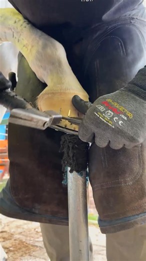 607K views · 6.1K reactions | Finishing Phase of Horseshoeing  Using Hoof Doctor x Equine One Hoof Shine Oil — protecting, nourishing, and keeping the hoof looking its best . #farrier, #horseshoes, #horsetraining , #hoofcare, #equestrian #horseloverss #horseshoeing | HL Horseshoeing | Facebook