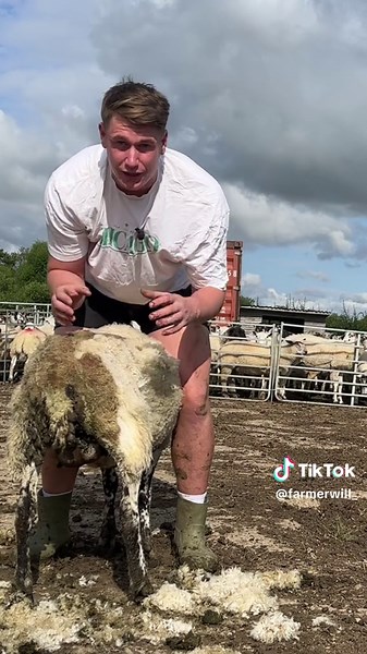 Treating Sheep with Maggots: Removing Infestation and Ensuring Health