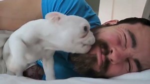 2.1K views · 10K shares | The best alarm clock. via instagram.com/stinkylinkythefrenchie/ | BARK | Facebook