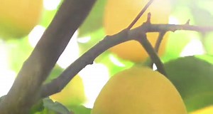 Azzaro Chrome After Shave Lotion Splash, 3.4 Fl Oz