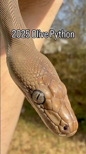 Olive Python