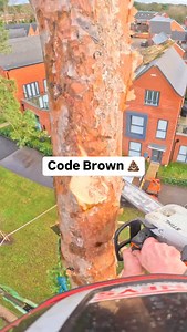 CODE BROWN 💩 That first climb after Crimbo 😬🥴 Pine top flying down 💨 @conan_tree up top #codebrown #honeybros #arborist #arblife #treework #treefelling | Honey Brothers Ltd - Arboricultural Equipment Specialists