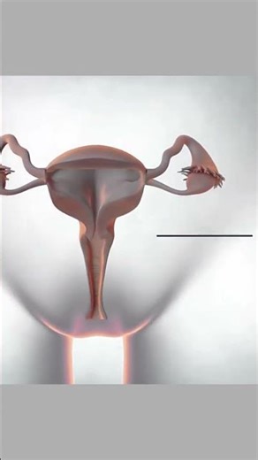 Understanding the Female Reproductive System. #WomensHealth #Anatomy101 #biology