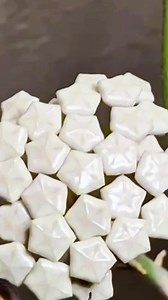 553K views · 7K reactions | Rare Beauty in My Garden – Hoya Plant...