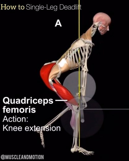 How to “Single Leg Deadlift” - Step by Step The single leg deadlift is a whole body, complete functional exercise that can be used for rehabilitation, as well as strength and conditioning purposes alike. The deadlift can be divided into 2 stages: ➖The first stage: (A) Lifting the bar to knee level. This is done mainly through knee extension. The trunk remains in a forward-leaning position. ➖The second stage: (B) Full extension of the hip and the knee until the body is fully straightened. 🔴Keep 
