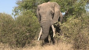 clip-4014340-elephant-bull-eating-leaves