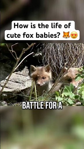 The daily life of a fox Family? 🦊🌄 #wildlife #fox #animals