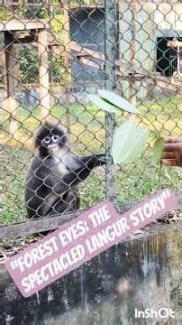 “Forest Eyes: The Spectacled Langur Story”