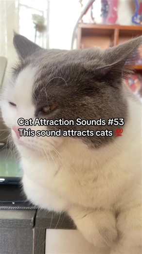 Play this sound to attract your cat 🐱🎶 #fyp#catsoftiktok#catsounds#catsong #cat_timi1