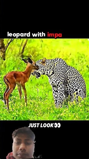 log python vs hyena #trending #animals #‪@Rohit62ku‬ V#trending