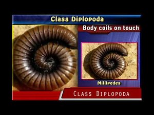 Class DIPLOPODA