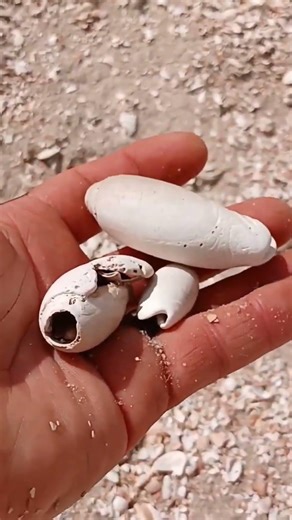 Three Olive Shells