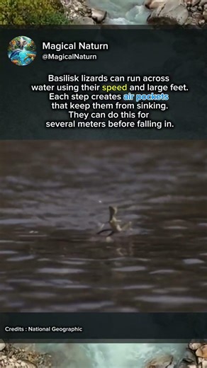 This Lizard Runs on Water