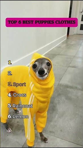 Top 6 Best Puppy Clothes 👗🐶 | Cutest Outfit Ranking #shorts #dogs #puppy #dogshorts #pets #funnydogs