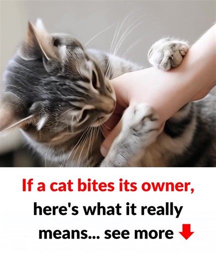 50K views · 153 reactions | If a cat bites its owner, here's what it really means... check 1st comment | Happy Living | Facebook
