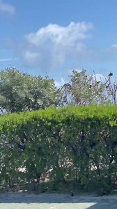 2.2K views · 45 reactions | Perfect day at Cococay, Icon of the Seas | Travel Plus | Facebook