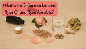What Is the Difference between Rose Oil and Rose Absolute - For Your Massage Needs