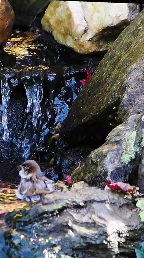 18 reactions · 5 comments | A House Sparrow bathing by my pond yesterday. | George Dangerfield | Facebook
