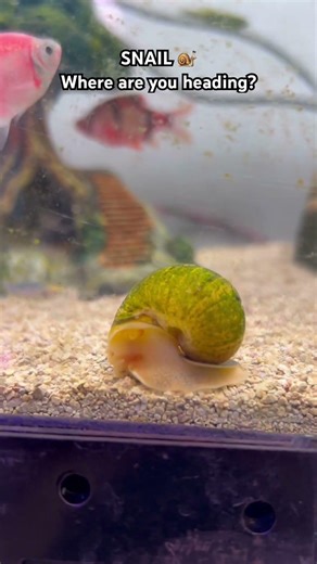 ♥️#arowana #aquarium #fishkeeping #aquascape #viral #fishshorts #trending #shorts #breeding #fyp #og