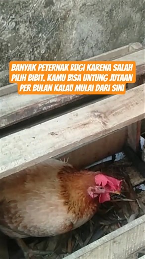 Banyak peternak rugi karena salah pilih bibit, ini tipsnya! #ternakayam