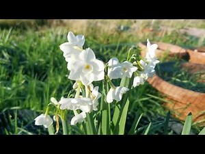 Narcissus paperwhite grandiflorus, one of the most fragrant tazetta daffodils