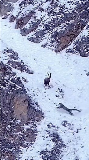Snow Leopard & Markhor: The Ultimate Mountain Playdate! 🐾🐐