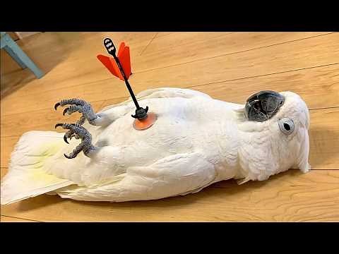 Funniest Parrot Videos Ever
