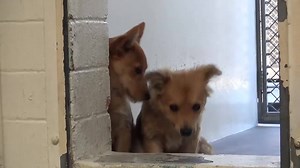 3.9K views · 377 reactions | TERRY and GEORGIE are baby siblings and...