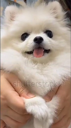 free free Pomeranian puppies subscribe and comment for adoption