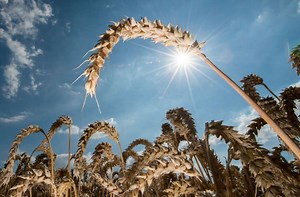 Gentechnik in der Pflanzenzüchtung: „Wir müssen auf die Wissenschaft hören“
