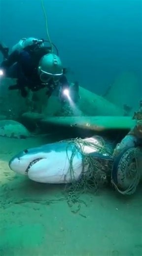 He found a great white shark trapped inside a WWII plane He had one knife