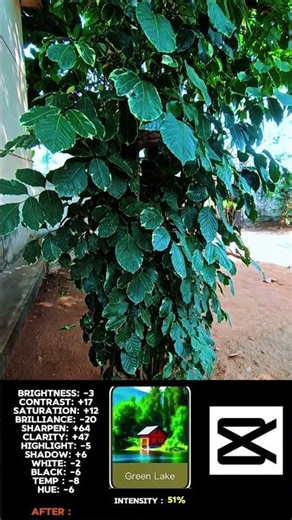 Cap Cut Cour grade tutorial.... 💐💐 #capcut #capcutedit