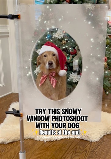 Adorable Snowy Holiday Dog Photos with Golden Retrievers