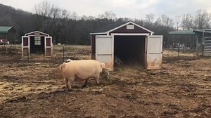 556K views · 29K reactions | More proof that pigs are smart and compassionate: Henry would bring his brother Horton lunch because he had trouble walking. Horton developed mobility issues very young and sadly passed away a few years back. But Henry is still bringing grass to decorate his stall and we know Horton is with him, always ❤️ | The Gentle Barn | Facebook